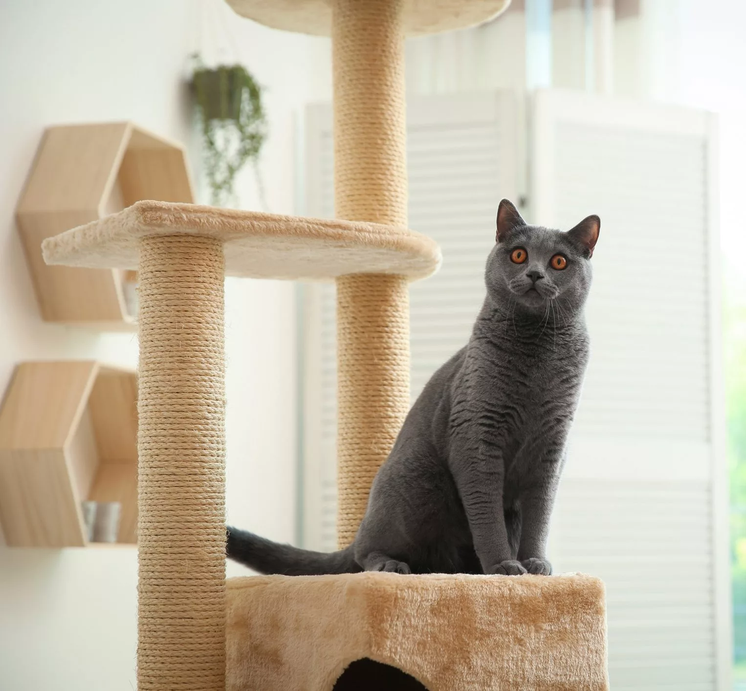 Why Choose a Real Wood Cat Tree for Your Feline 